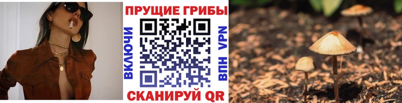 сколько стоит  Змеиногорск  Псилоцибиновые грибы Psilocybine cubensis 